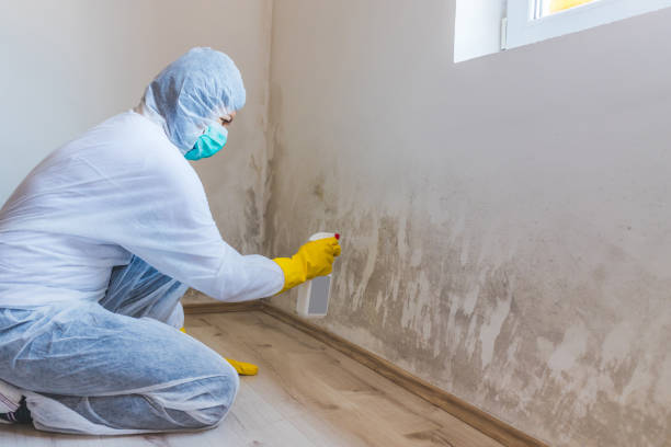 Professional mold removal team in Augusta